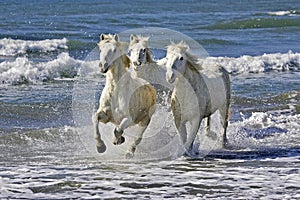 CAMARGUE HORSE, HERD GALLOPING ON BEACH, SAINTES MARIE DE LA MER IN THE SOUTH OF FRANCE