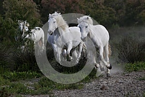 Camargue Horse, Herd Galloping, Saintes Marie de la Mer in The South of France