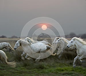 CAMARGUE HORSE, HERD GALLOPING AT SUNSET, SAINTES MARIE DE LA MER IN THE SOUTH OF FRANCE