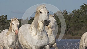 Camargue Horse, Herd galloping through Swamp, Saintes Marie de la Mer in Camargue, in the South of France,