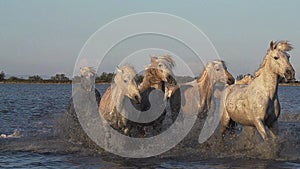 Camargue Horse, Herd galloping through Swamp, Saintes Marie de la Mer in Camargue, in the South of France,