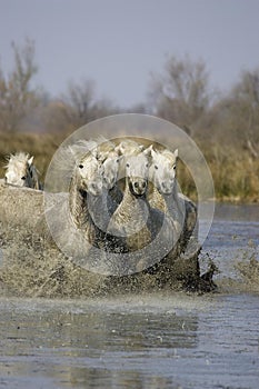 Camargue Horse, Herd Galloping in Swamp, Saintes Marie de la Mer in South East of France