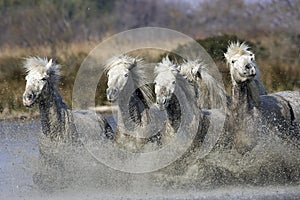 Camargue Horse, Herd Galloping in Swamp, Saintes Marie de la Mer in South East of France