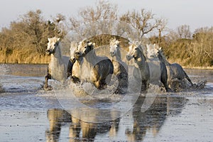 Camargue Horse, Herd Galloping in Swamp, Saintes Marie de la Mer in South East of France