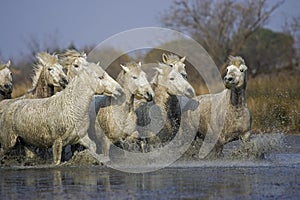 Camargue Horse, Herd Galloping in Swamp, Saintes Marie de la Mer in South East of France