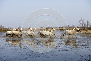 CAMARGUE HORSE, HERD GALLOPING THROUGH SWAMP, SAINTES MARIE DE LA MER IN THE SOUTH OF FRANCE