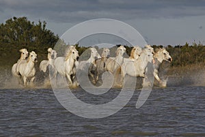 Camargue Horse, Herd Galloping through Swamp, Saintes Marie de la Mer in The South of France