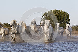 Camargue Horse, Herd Galloping through Swamp, Saintes Marie de la Mer in The South of France