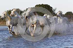 Camargue Horse, Herd Galloping through Swamp, Saintes Marie de la Mer in The South of France