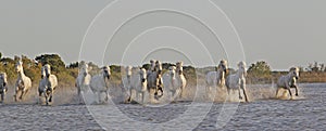 Camargue Horse, Herd Galloping through Swamp, Saintes Marie de la Mer in The South of France