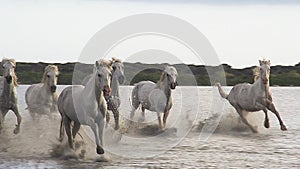 Camargue Horse, Herd Galloping through Swamp, Saintes Marie de la Mer in The South of France,