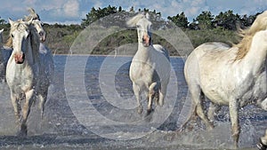 Camargue Horse, Herd Galloping Through Swamp, Saintes Marie de la Mer in The South of France,