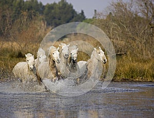 Camargue Horse, Herd Galloping through Swamp, Saintes Maries de la Mer in the South East of France