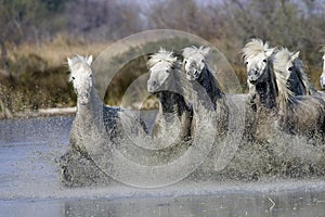 CAMARGUE HORSE, HERD GALLOPING IN WATER, SAINTES MARIE DE LA MER IN THE SOUTH OF FRANCE