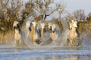 CAMARGUE HORSE, HERD GALLOPING IN WATER, SAINTES MARIE DE LA MER IN THE SOUTH OF FRANCE