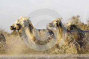 Camargue Horse, Herd standing in Swamp, Camargue in the South of France