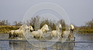 Camargue Horse, Herd standing in Swamp, Camargue in the South of France