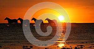 Camargue Horse, Herd trotting or galloping in Ocean at Sunrise, Saintes Marie de la Mer in Camargue, in the South of France