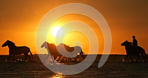 Camargue Horse, Herd trotting or galloping in Ocean at Sunrise, Saintes Marie de la Mer in Camargue, in the South of France