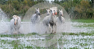 Camargue Horse, Herd trotting or galloping through Swamp, Saintes Marie de la Mer in Camargue, in the South of France