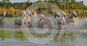 Camargue Horse, Herd trotting or galloping through Swamp, Saintes Marie de la Mer in Camargue, in the South of France