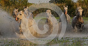 Camargue Horse, Herd trotting or galloping through Swamp, Saintes Marie de la Mer in Camargue, in the South of France