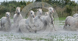 Camargue Horse, Herd trotting or galloping through Swamp, Saintes Marie de la Mer in Camargue, in the South of France