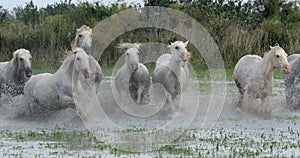 Camargue Horse, Herd trotting or galloping through Swamp, Saintes Marie de la Mer in Camargue, in the South of France