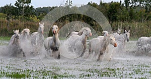 Camargue Horse, Herd trotting or galloping through Swamp, Saintes Marie de la Mer in Camargue, in the South of France