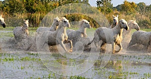 Camargue Horse, Herd trotting or galloping through Swamp, Saintes Marie de la Mer in Camargue, in the South of France