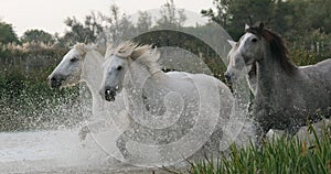 Camargue Horse, Herd trotting or galloping through Swamp, Saintes Marie de la Mer in Camargue, in the South of France