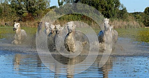 Camargue Horse, Herd trotting or galloping through Swamp, Saintes Marie de la Mer in Camargue, in the South of France