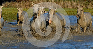 Camargue Horse, Herd trotting or galloping through Swamp, Saintes Marie de la Mer in Camargue, in the South of France