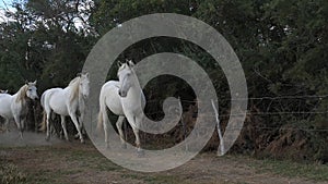 Camargue Horse, Herd Trotting, Saintes Marie de la Mer in Camargue, in the South of France,