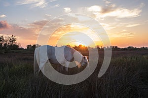 Camargue horse in the pasture at sunset