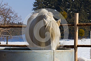 Camargue horse photo