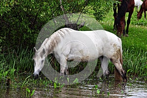 Camargue horse in river stream