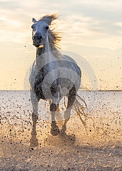 Camargue horse running through water at sunrise