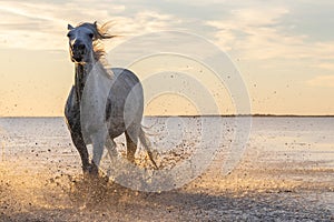 Camargue horse running through water at sunrise