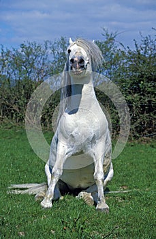 Camargue Horse sitting on Grass