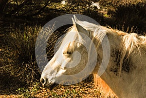 The camargue horse is a small but robust looking animal