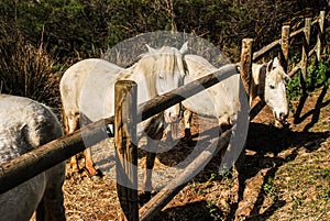 The camargue horse is a small but robust looking animal