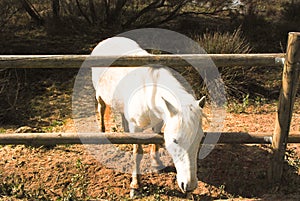 The camargue horse is a small but robust looking animal