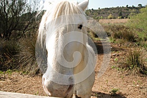 The camargue horse is a small but robust looking animal