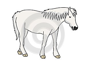 Camargue Horse vector illustration