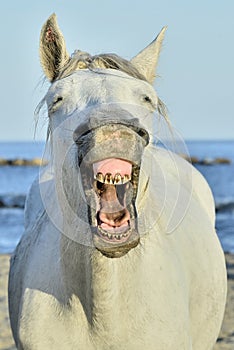 Camargue horse yawning, looking like he is laughing.