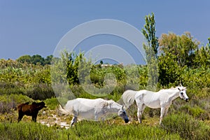 Camargue horses