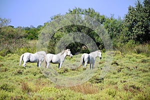 Camargue horses photo