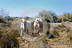 Camargue horses photo