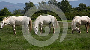 Camargue horses